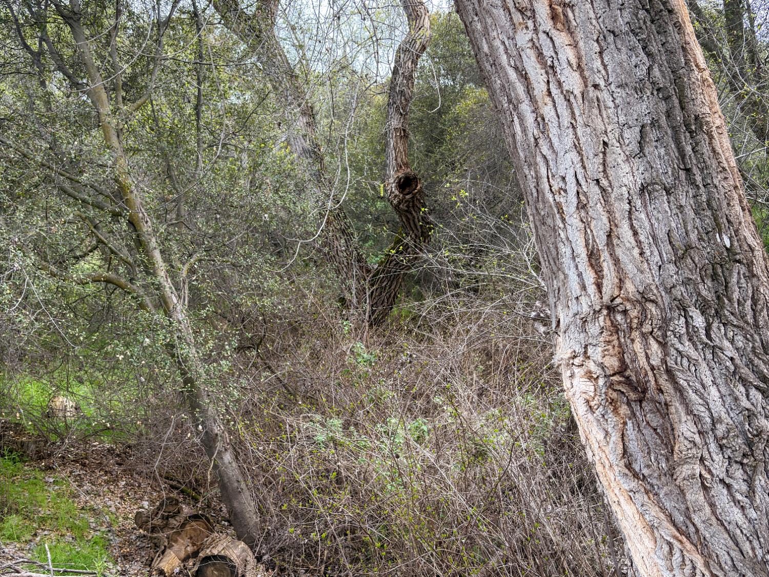 39313 Squaw Valley Road Squaw Valley, CA 93675 - Photo 38 of 38