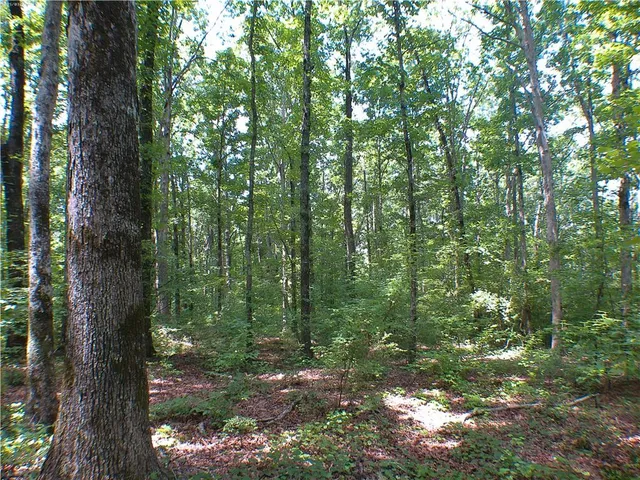a view of a forest with trees