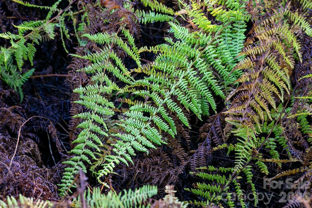 Tbd Rock Face Road, Unit L298 Brevard, NC 28712 - Photo 7 of 12 a close up of a plant
