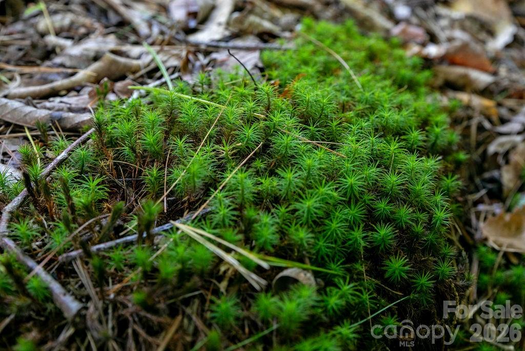 Tbd Rock Face Road, Unit L298 Brevard, NC 28712 - Photo 8 of 12 a backyard of a house with lots of green space