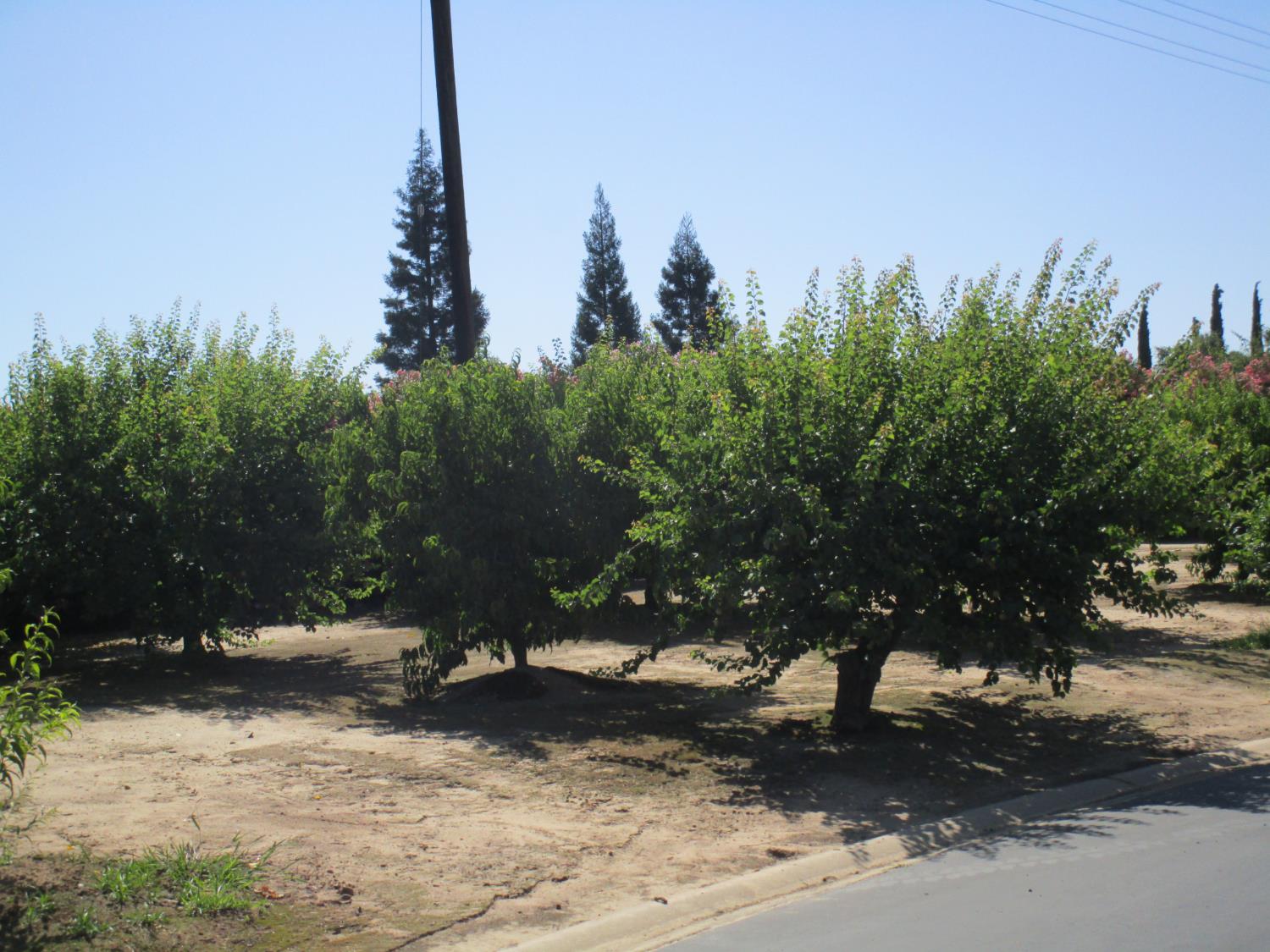 1500 Held Drive, Unit 94 Modesto, CA 95355 - Photo 30 of 32 Peach Tree Field