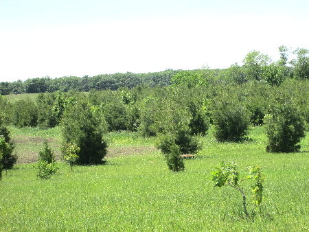 28600 South State Line Road Beecher, IL 60401 - Photo 4 of 5