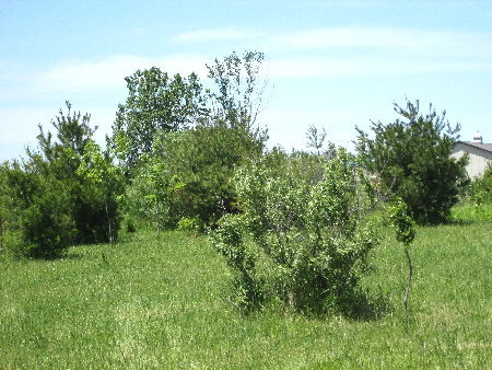 28600 South State Line Road Beecher, IL 60401 - Photo 5 of 5