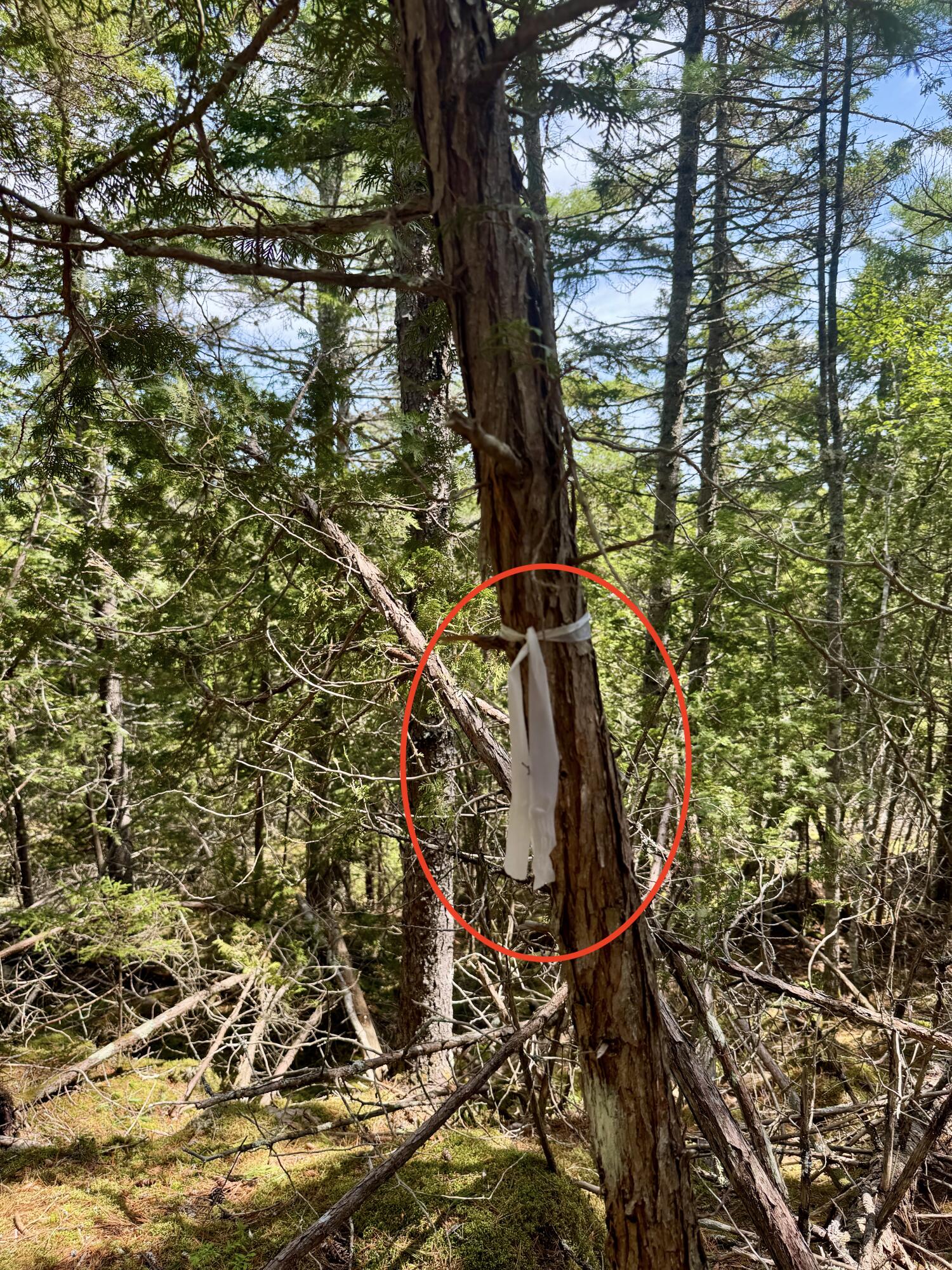 998 Cape Rosier Road Harborside, ME 04642 - Photo 8 of 42 Then Follow the White Ribbons