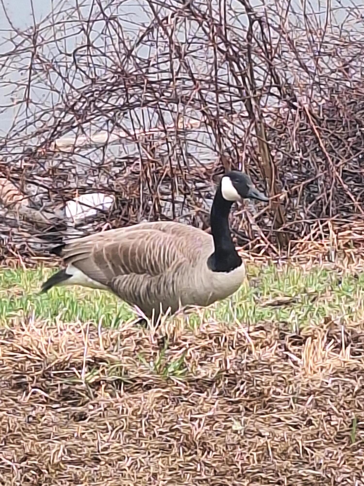 1690 River Road Clinton, ME 04927 - Photo 66 of 68 canada goose