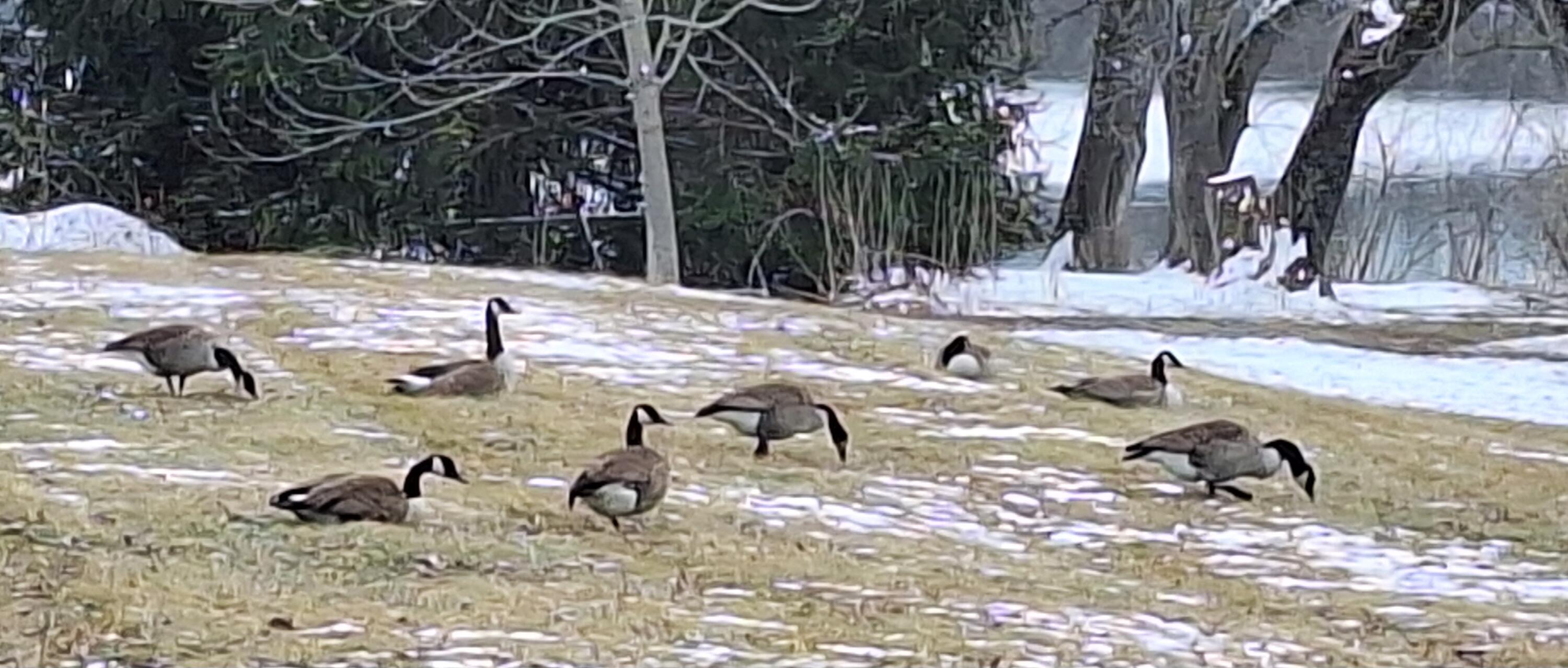 1690 River Road Clinton, ME 04927 - Photo 68 of 68 winter geese