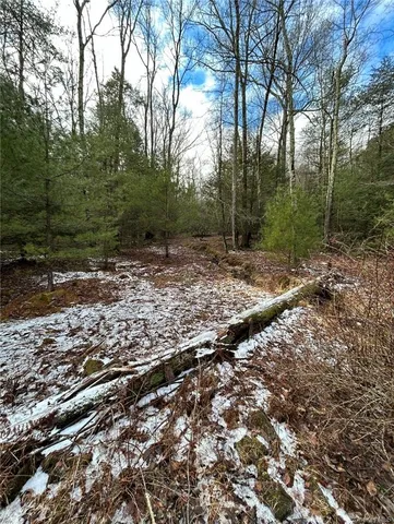 a view of a forest filled with trees