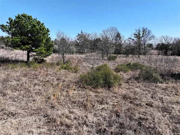 a view of a dry yard with trees and wooden fence