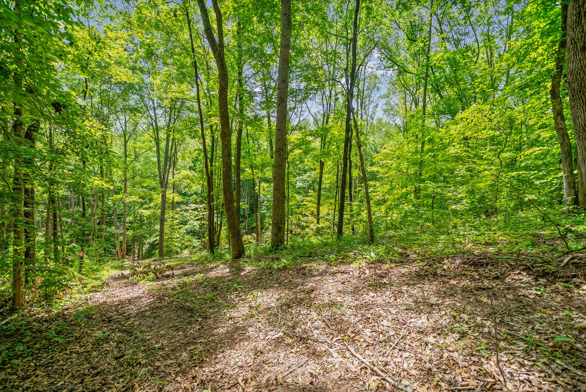 1 Budds Creek Road Palmyra, TN 37142 - Photo 45 of 76 a view of outdoor space and trees