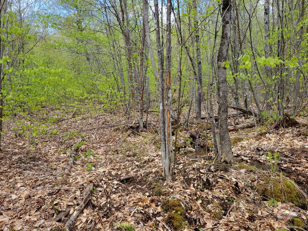 Lot 11 Swift River Road Byron, ME 04275 - Photo 29 of 72 photo_06798b47-5070-440e-a07b-d69acce3b6