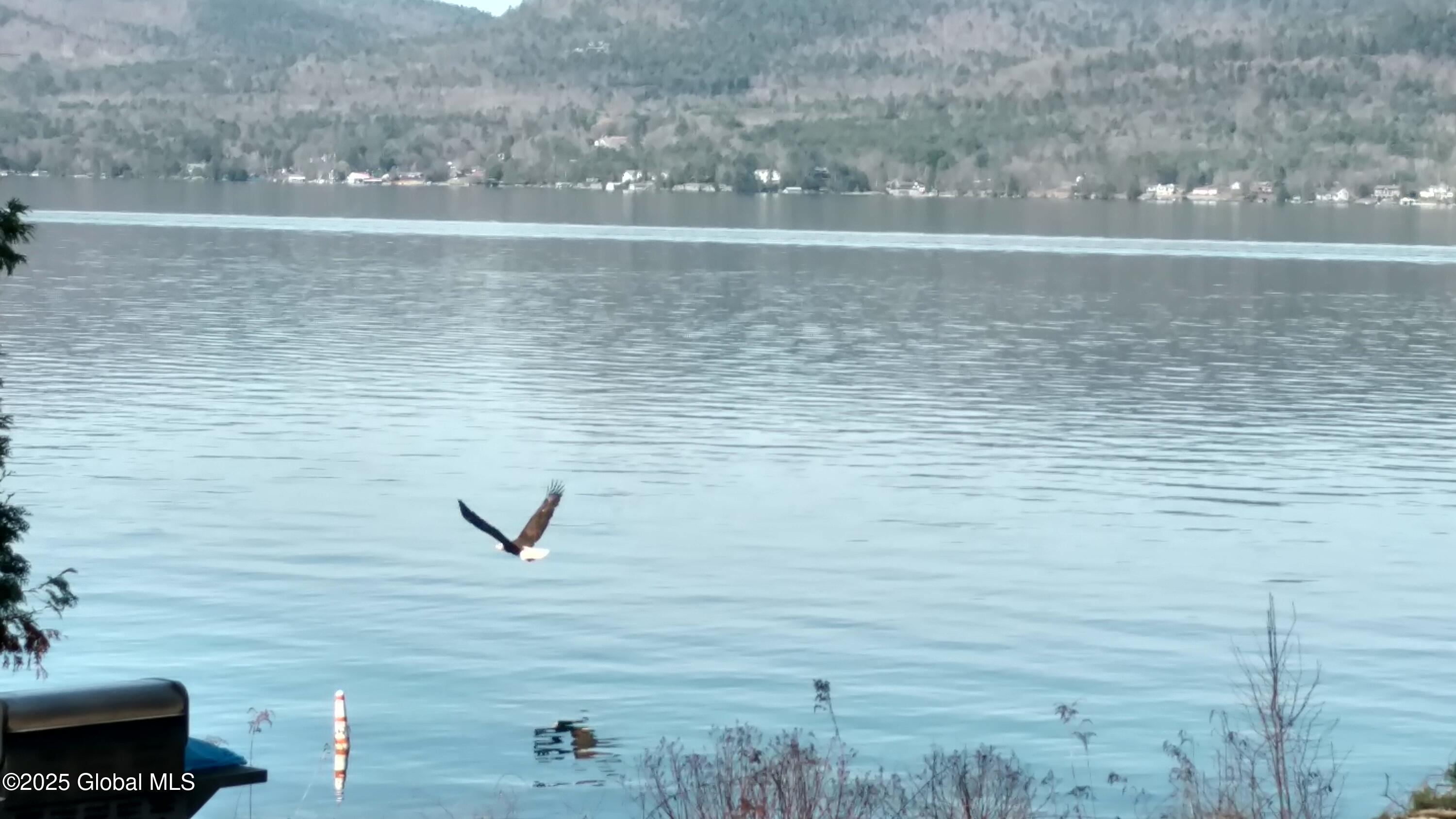 1695 Pilot Knob Road Kattskill Bay, NY 12844 - Photo 73 of 73 Lake View, Bald Eagle