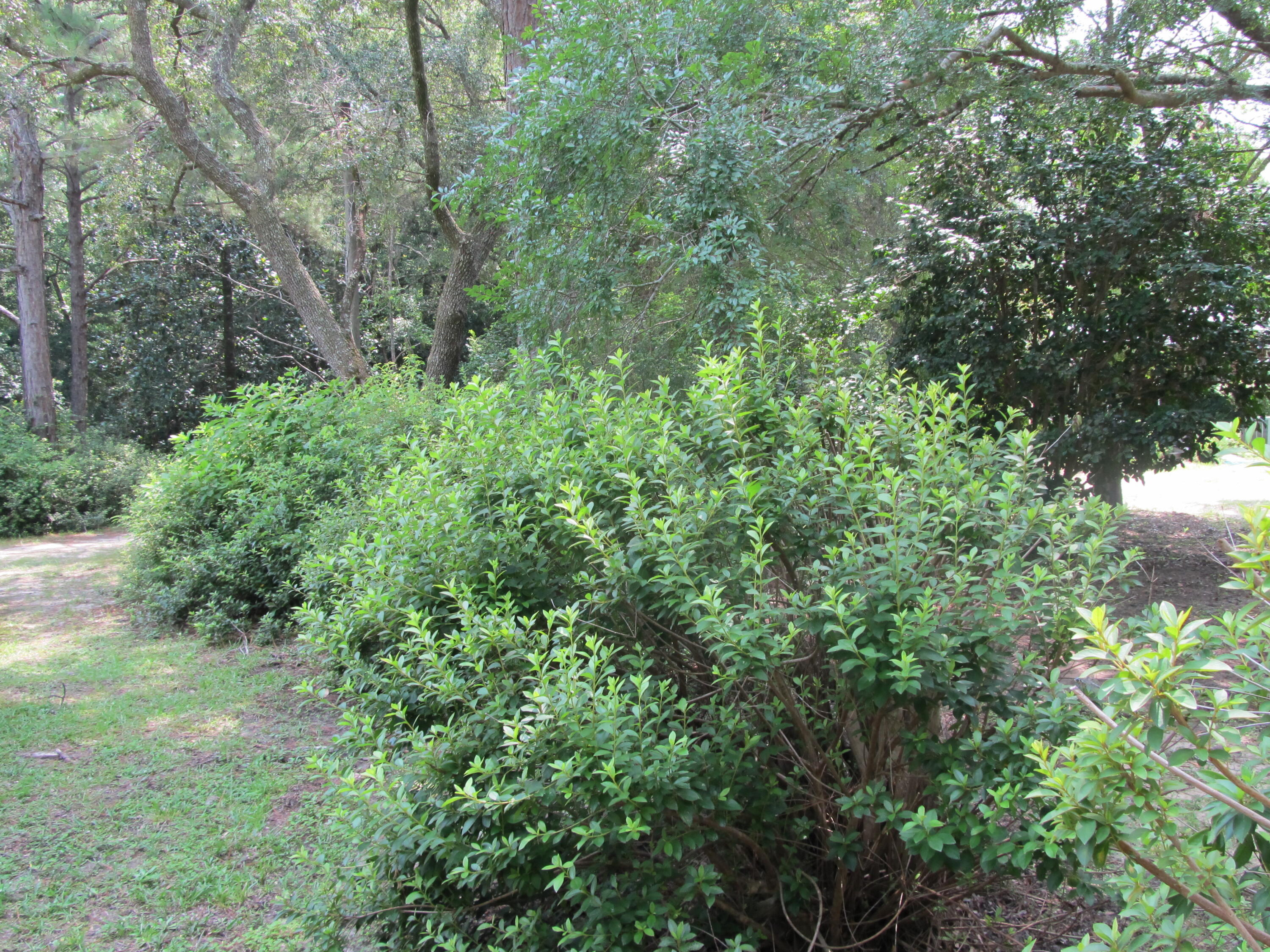 2684 Bob Sikes Road DeFuniak Springs, FL 32435 - Photo 29 of 34 IMG_1939