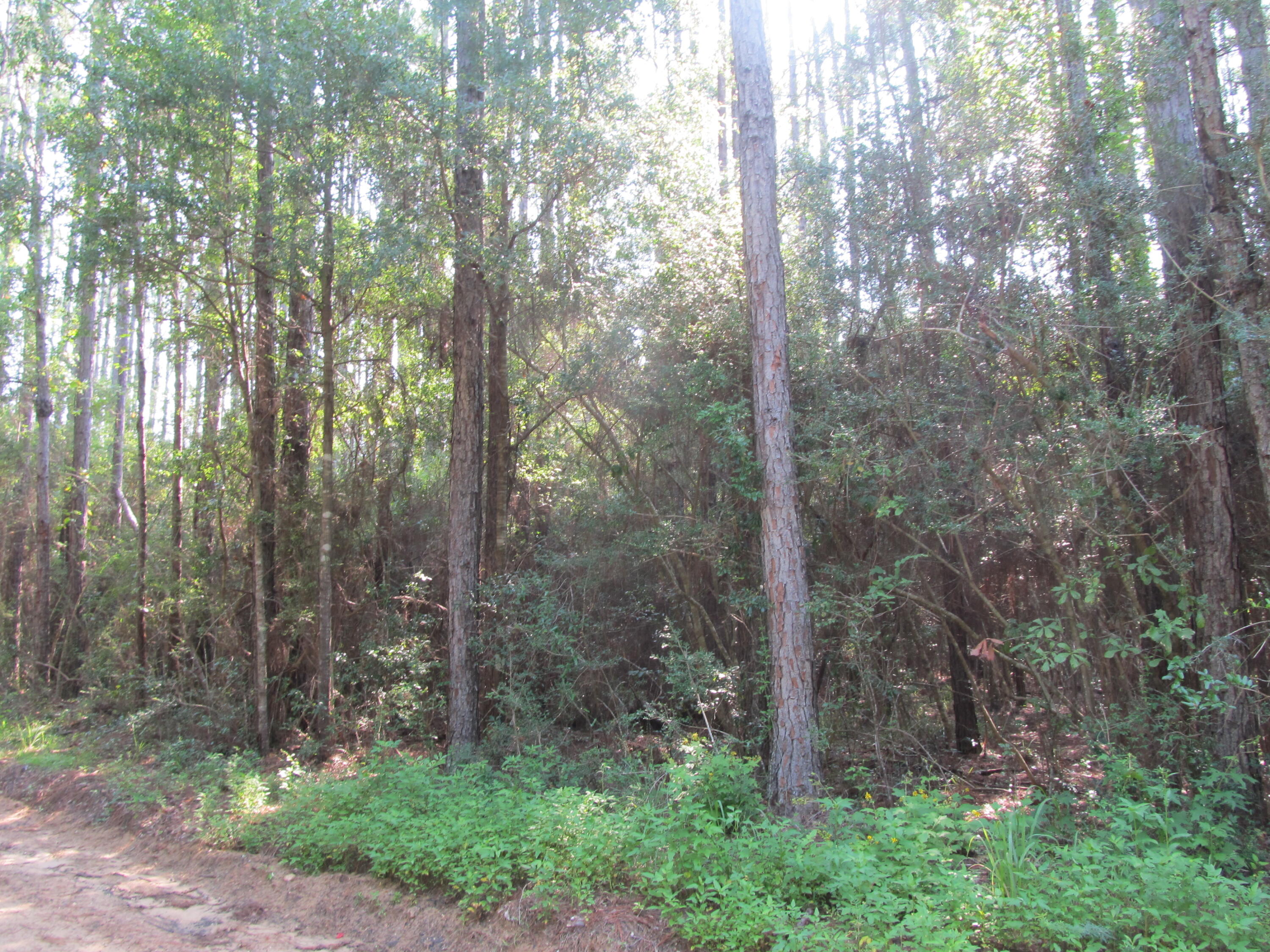 2684 Bob Sikes Road DeFuniak Springs, FL 32435 - Photo 32 of 34 IMG_1909
