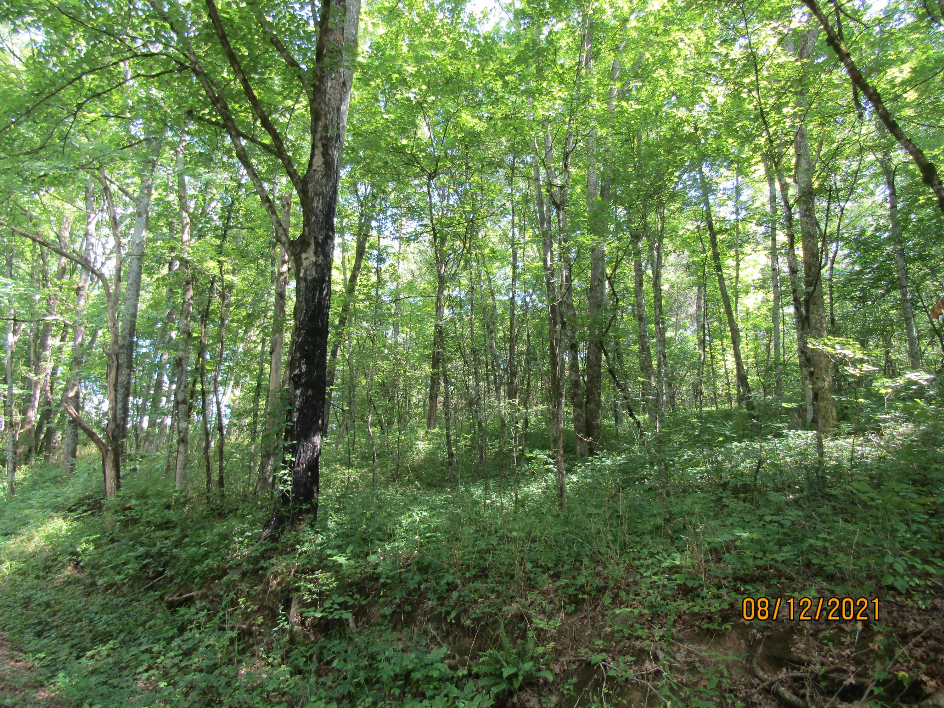 677 Pearman Road Cumberland Gap, TN 37724 - Photo 3 of 29 IMG_3186