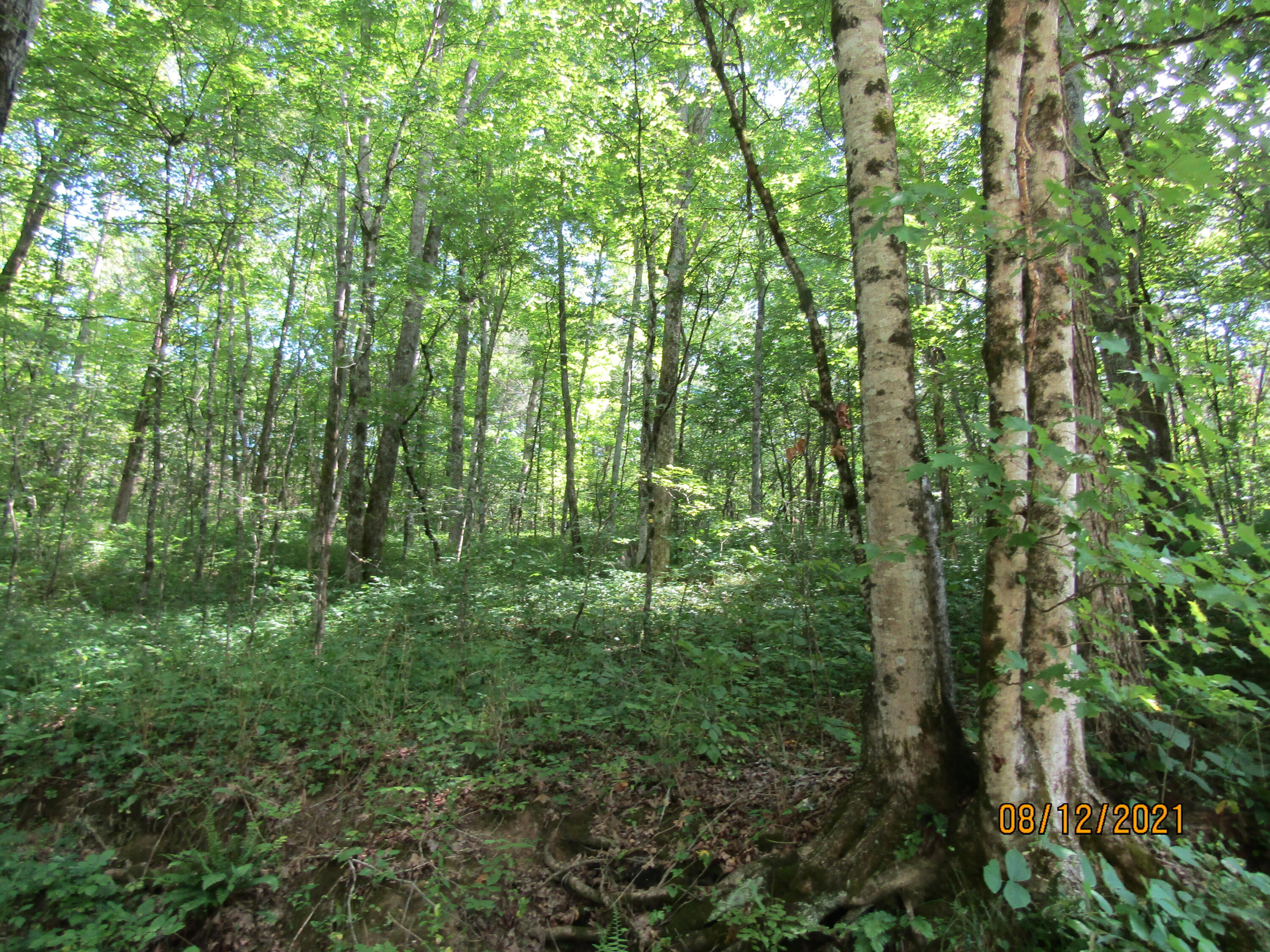 677 Pearman Road Cumberland Gap, TN 37724 - Photo 4 of 29 IMG_3185