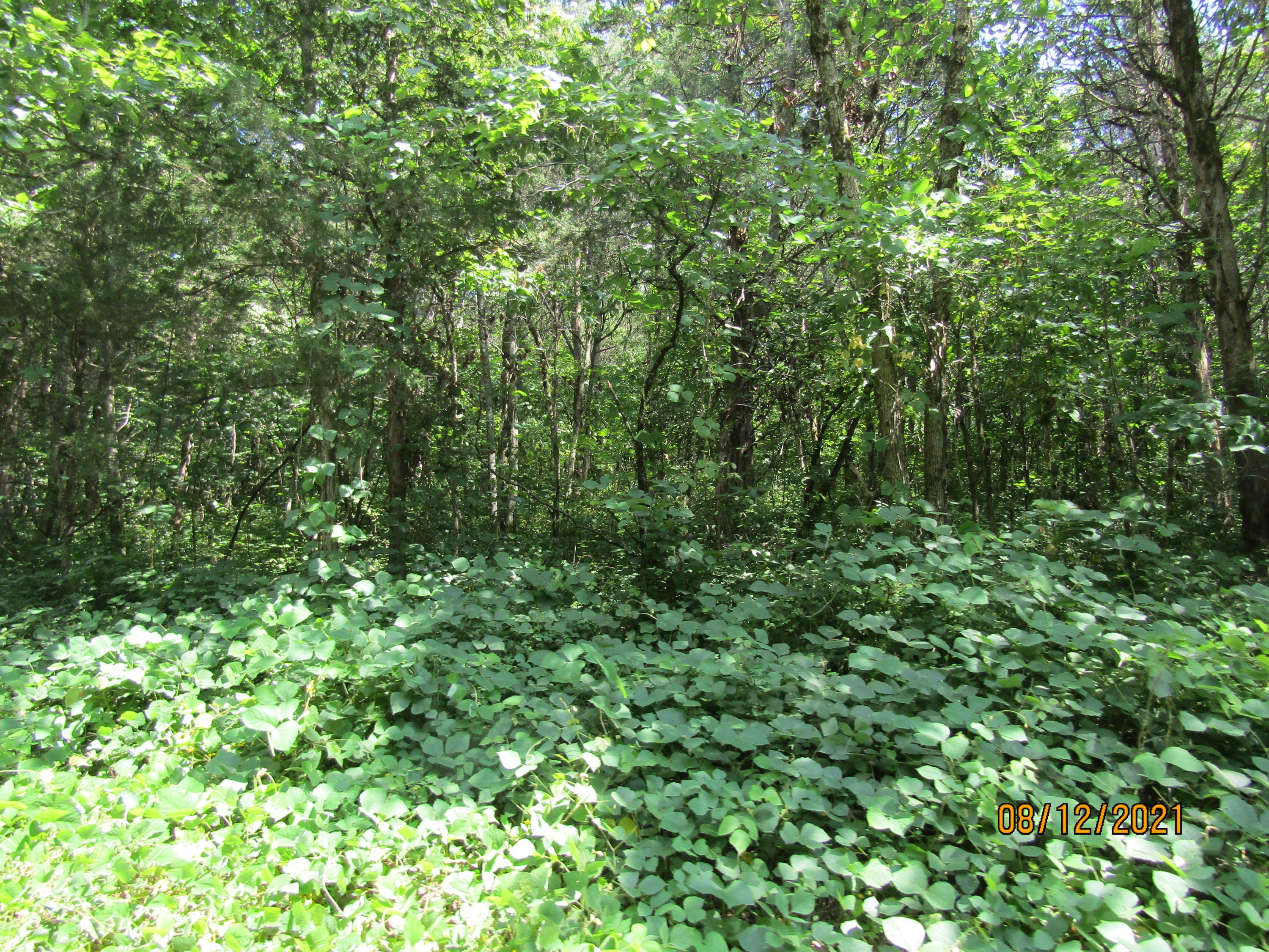 677 Pearman Road Cumberland Gap, TN 37724 - Photo 6 of 29 IMG_3184