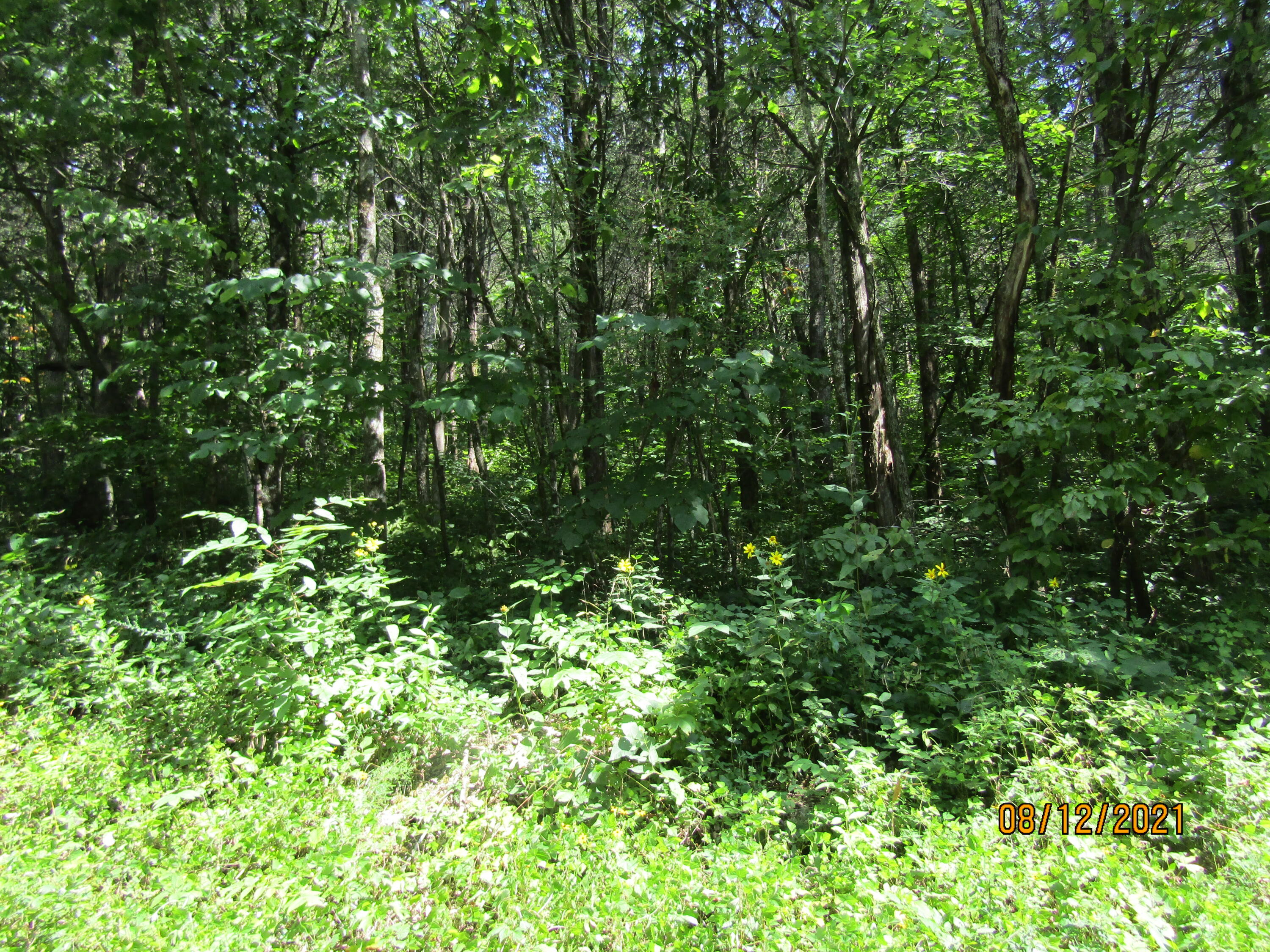 677 Pearman Road Cumberland Gap, TN 37724 - Photo 8 of 29 IMG_3181