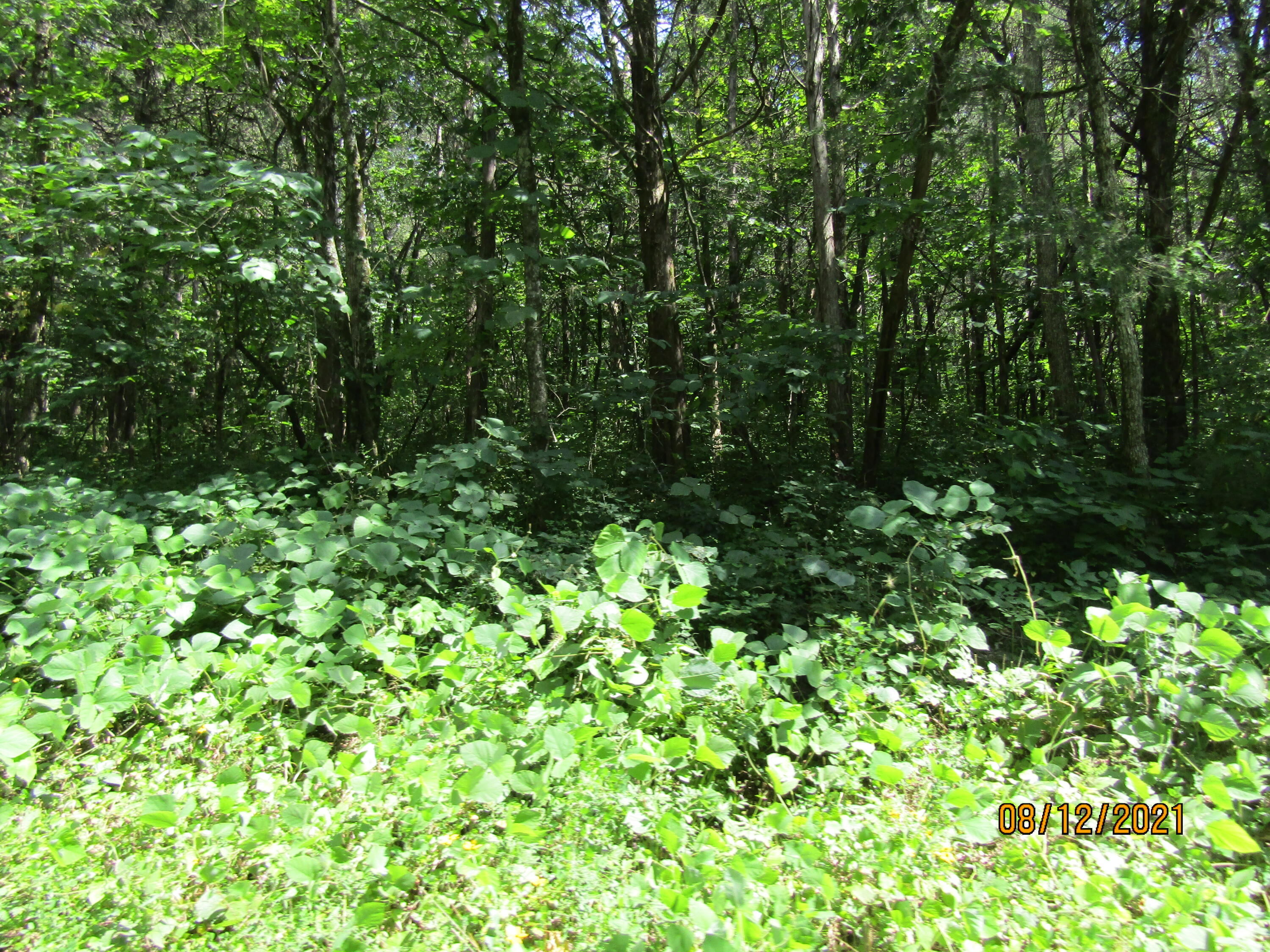 677 Pearman Road Cumberland Gap, TN 37724 - Photo 9 of 29 IMG_3183