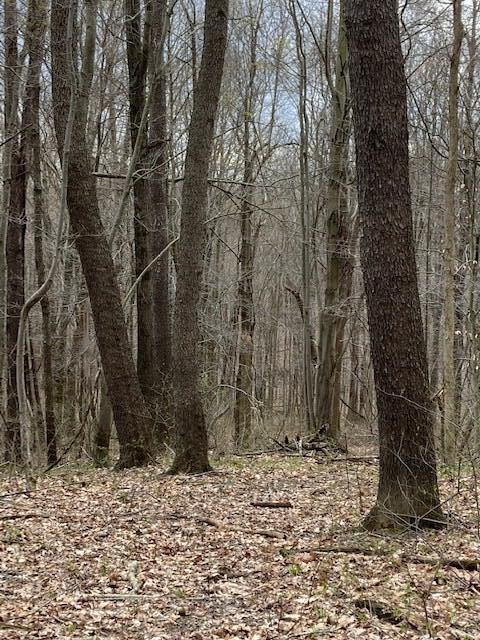 0 Mt Olive Road Rockbridge, OH 43149 - Photo 5 of 8 Mt Olive Forest 2