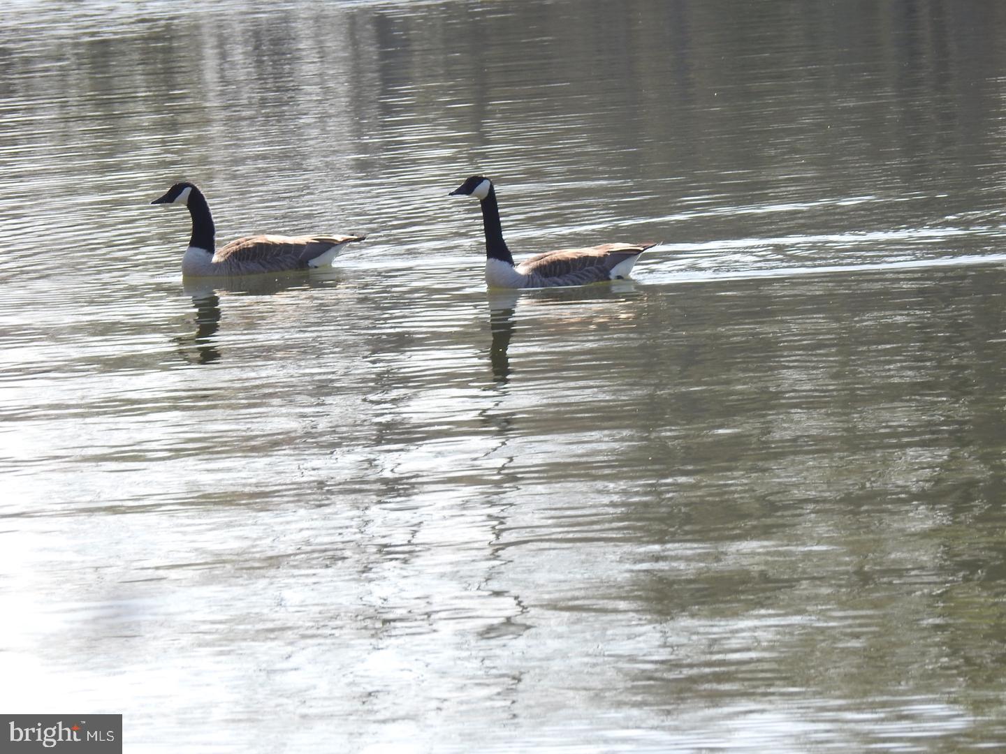 3152 Lewiston Road Bumpass, VA 23024 - Photo 6 of 13 Graceful geese gliding on water.