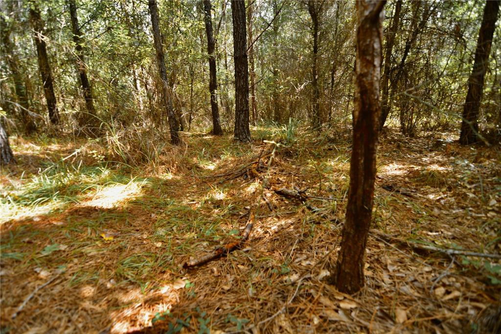 0 Old Federal Road Quincy, FL 32351 - Photo 64 of 81 Gallery Image 64
