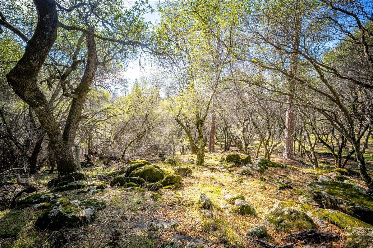 13936 Oak Ridge Road Penn Valley, CA 95946 - Photo 58 of 83 a backyard of a house with a yard and large tree