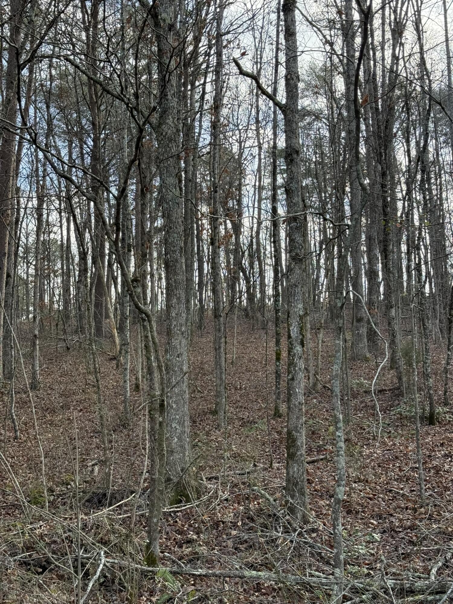 18.75-ac Grant Road Trenton, GA 30752 - Photo 17 of 23 IMG_0385