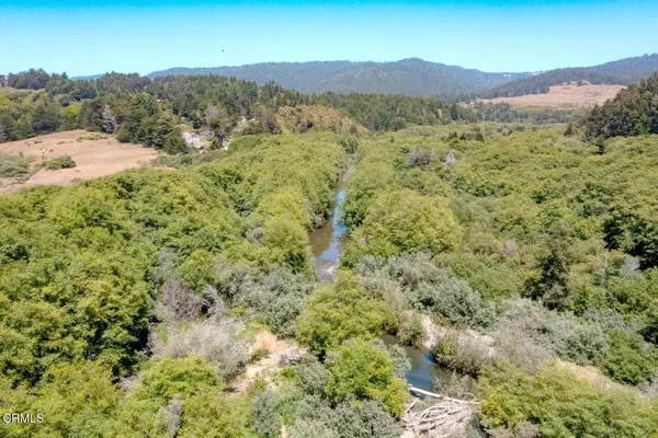 a view of a forest with a mountain in the background