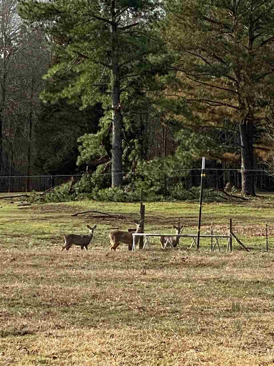 11089 Monterey Road Eads, TN 38028 - Photo 11 of 21 These deer have greeted us each time we've visited.