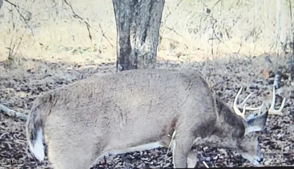 $119,900 | 3005 Long Hollow Road, Cleveland, VA 24225