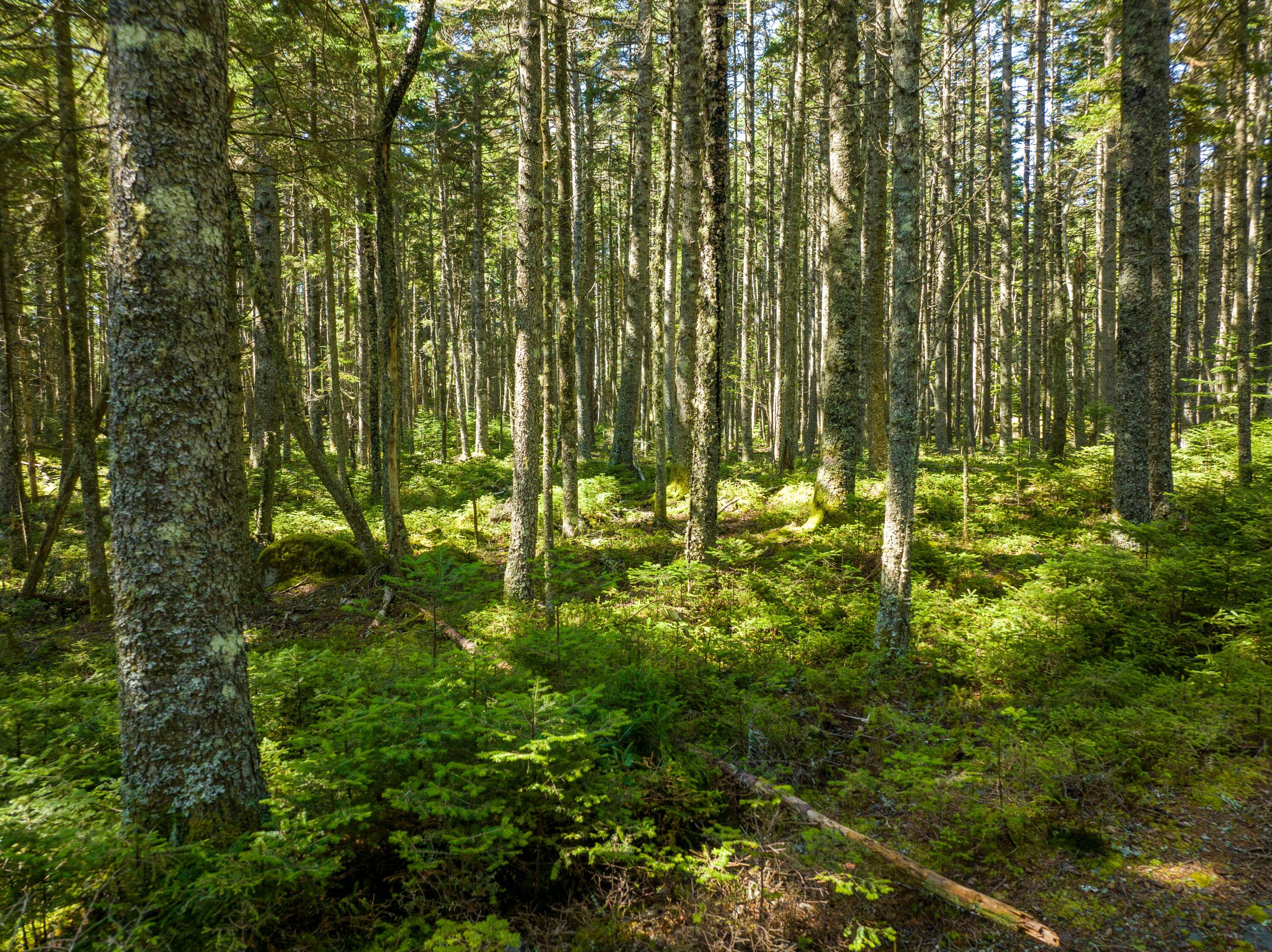 175 Black Duck Cove Road Beals, ME 04611 - Photo 11 of 19 175 Black Duck Cove Rd. Beals (48 of 50)