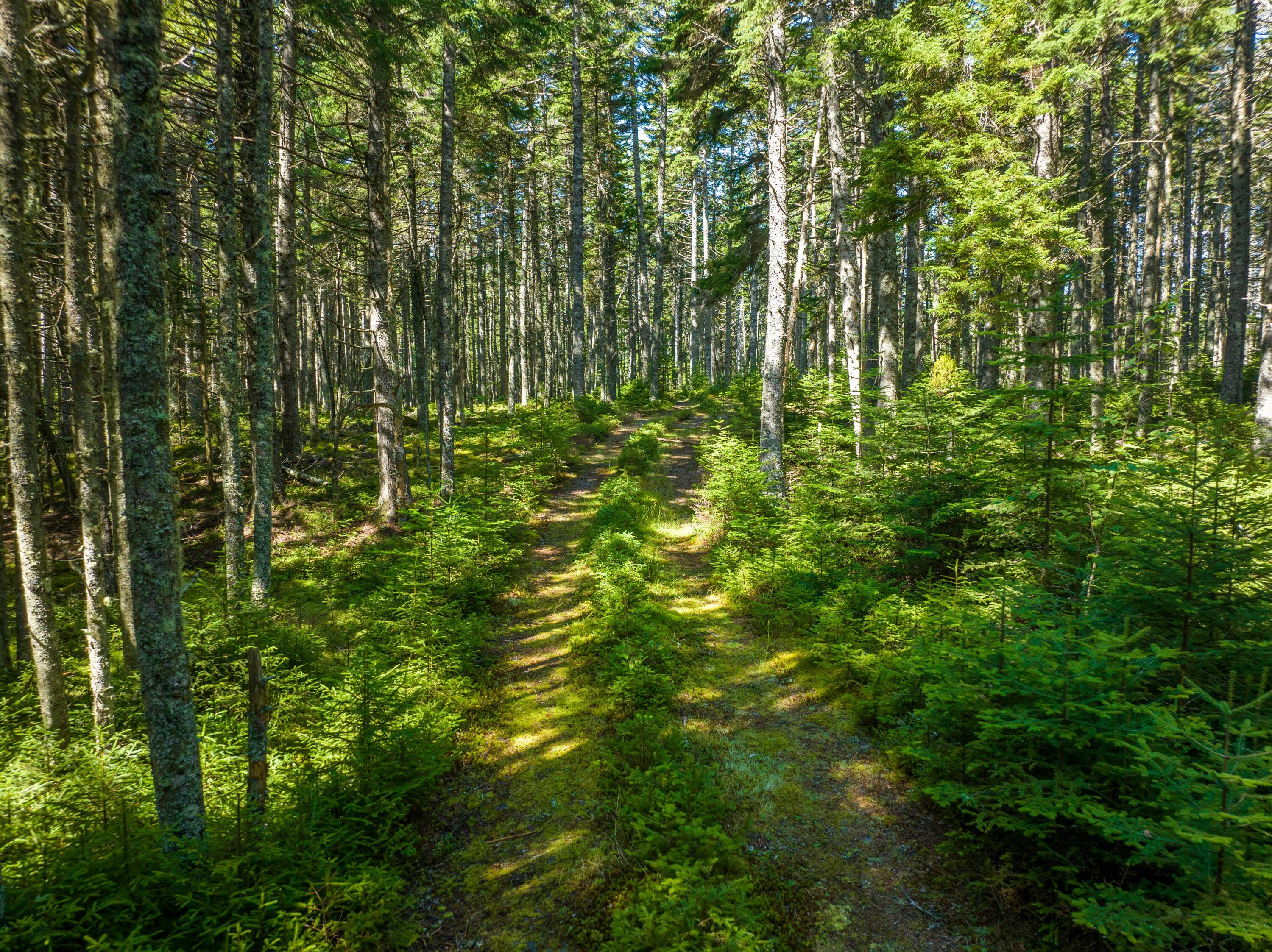 175 Black Duck Cove Road Beals, ME 04611 - Photo 12 of 19 175 Black Duck Cove Rd. Beals (47 of 50)