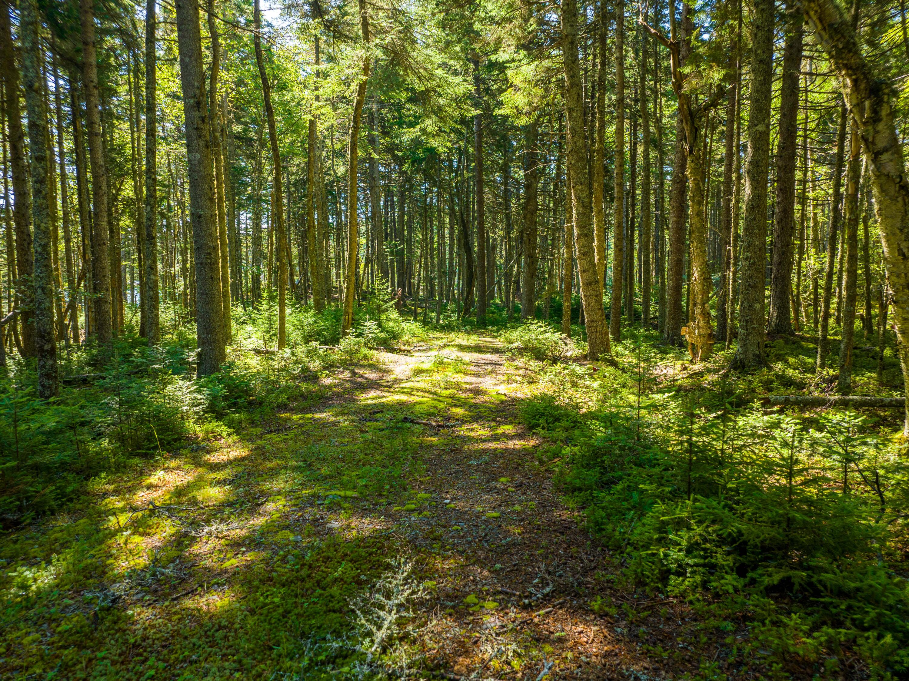 175 Black Duck Cove Road Beals, ME 04611 - Photo 13 of 19 175 Black Duck Cove Rd. Beals (46 of 50)