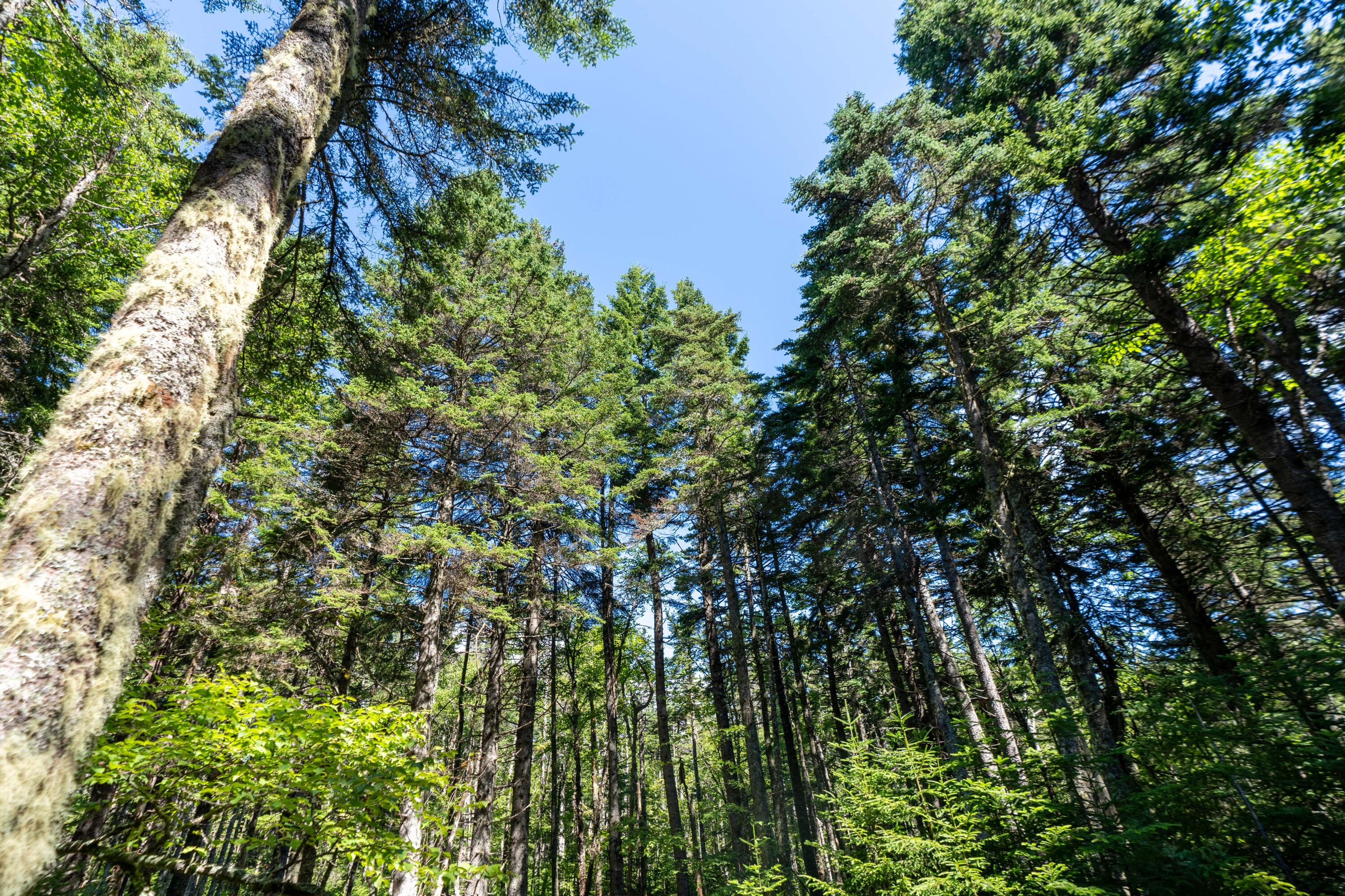 175 Black Duck Cove Road Beals, ME 04611 - Photo 18 of 19 175 Black Duck Cove Rd. Beals (11 of 50)
