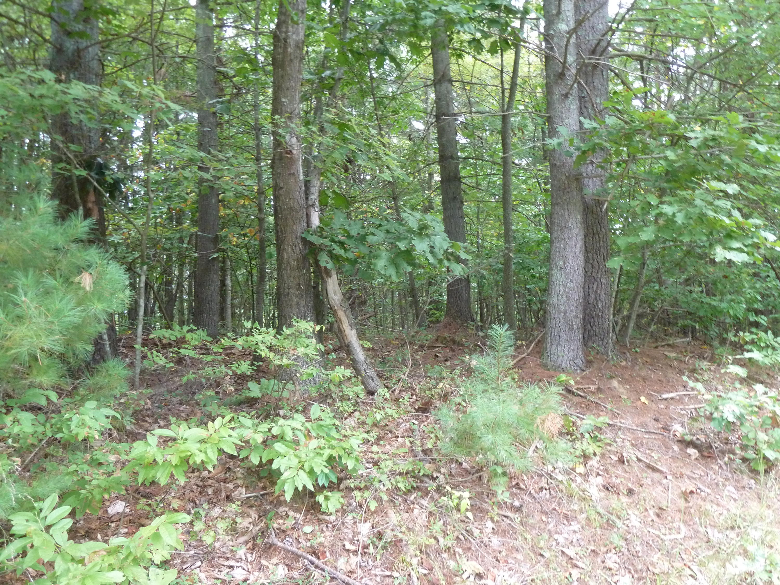 0 Middle Ridge Drive Callaway, VA 24067 - Photo 3 of 5 a view of a forest with trees