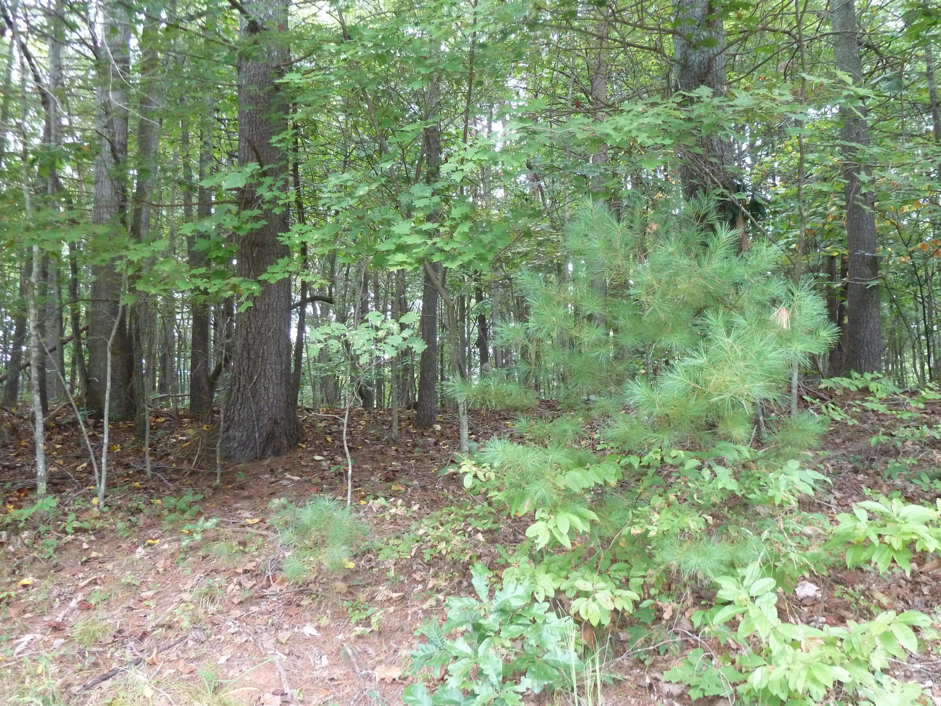 0 Middle Ridge Drive Callaway, VA 24067 - Photo 4 of 5 a backyard of a house with lots of green space