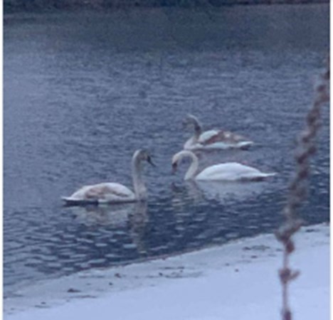 13 Elmtree Road Billerica, MA 01821 - Photo 29 of 36