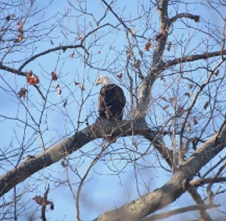 13 Elmtree Road Billerica, MA 01821 - Photo 30 of 36