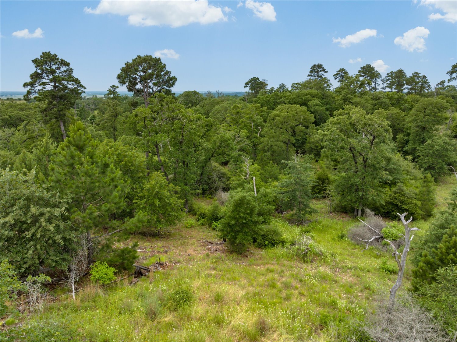 0 McAllister Road Bastrop, TX 78602 - Photo 11 of 12 A verdant, sprawling landscape with a mix of lush trees and open grassy areas, perfect for a secluded retreat.