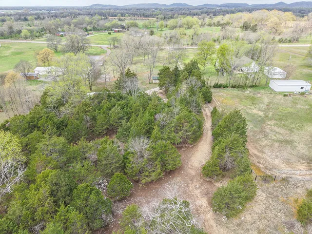 a view of a forest with trees in the background