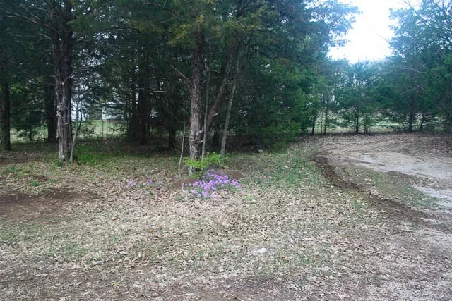 a view of a forest with trees in front of it