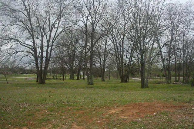 a close up of a tall trees
