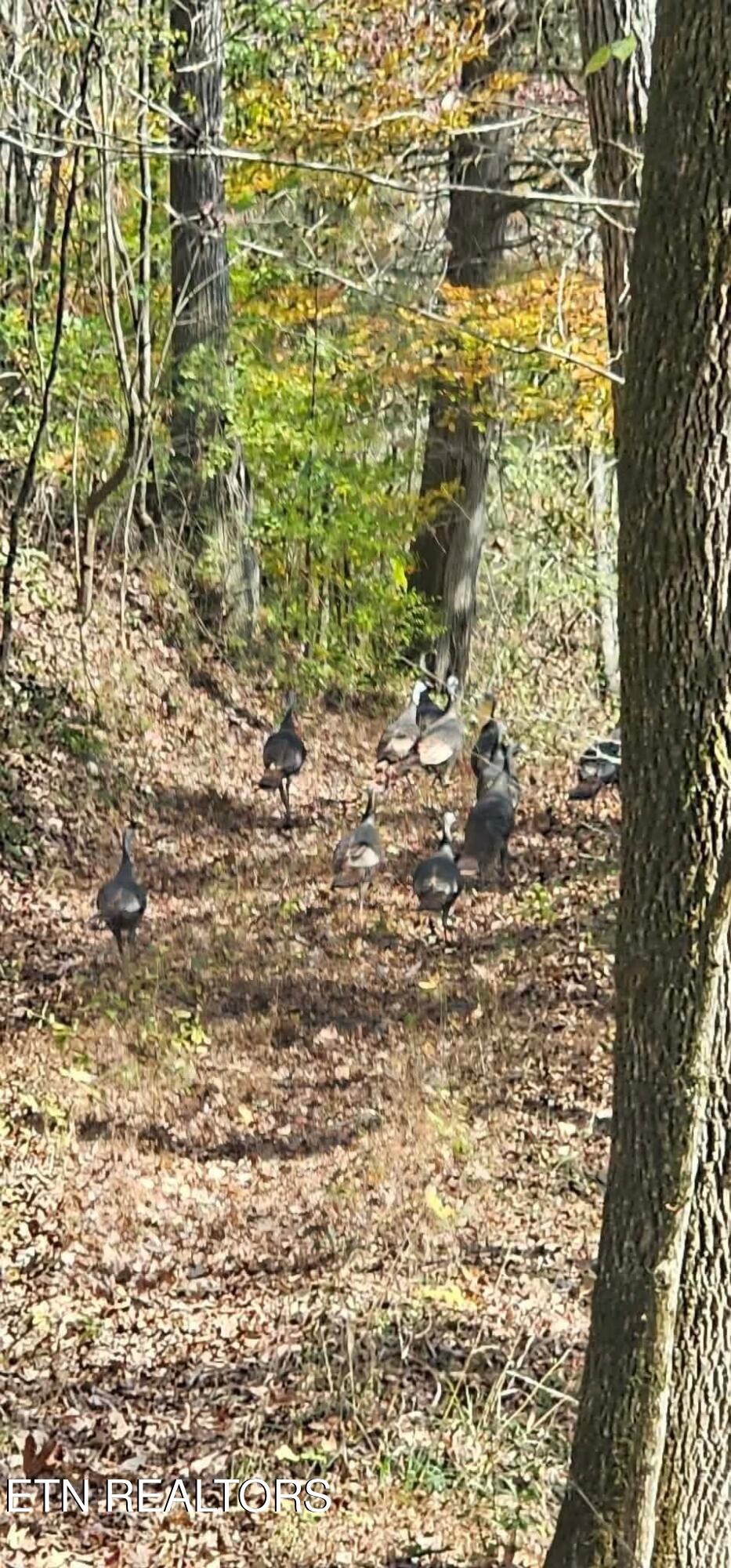 1848 Bruce Ridge Road Baxter, TN 38544 - Photo 34 of 39 274b255e0775f6261ae1784572fe3c80