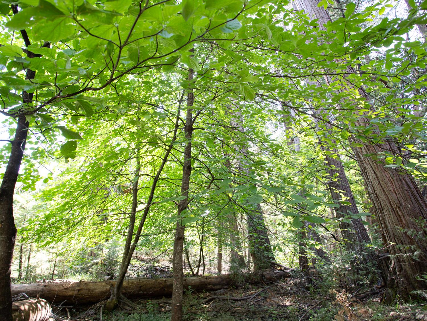 a backyard of a house with lots of green space