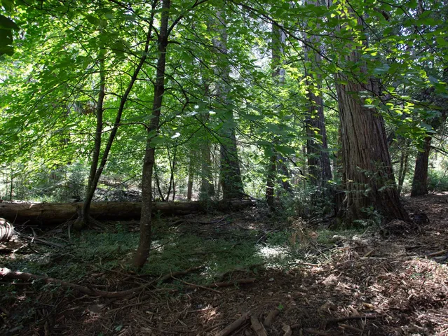 a view of backyard with green space
