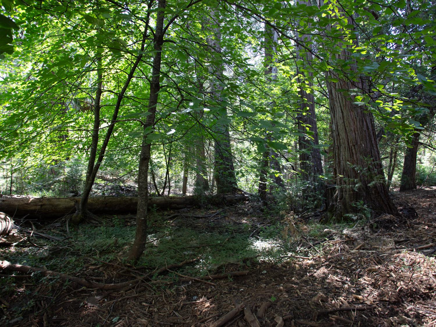 0 Spring Court Pioneer, CA 95666 - Photo 11 of 28 a view of outdoor space and green space