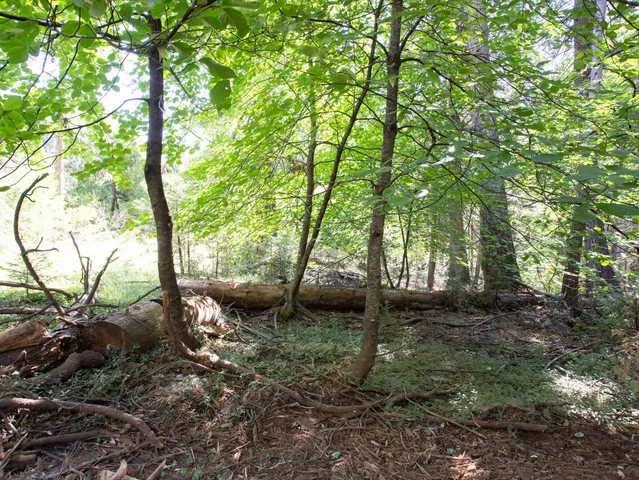 a backyard of a house with lots of green space