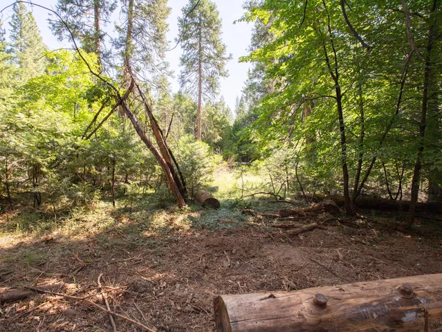 a view of a forest with trees