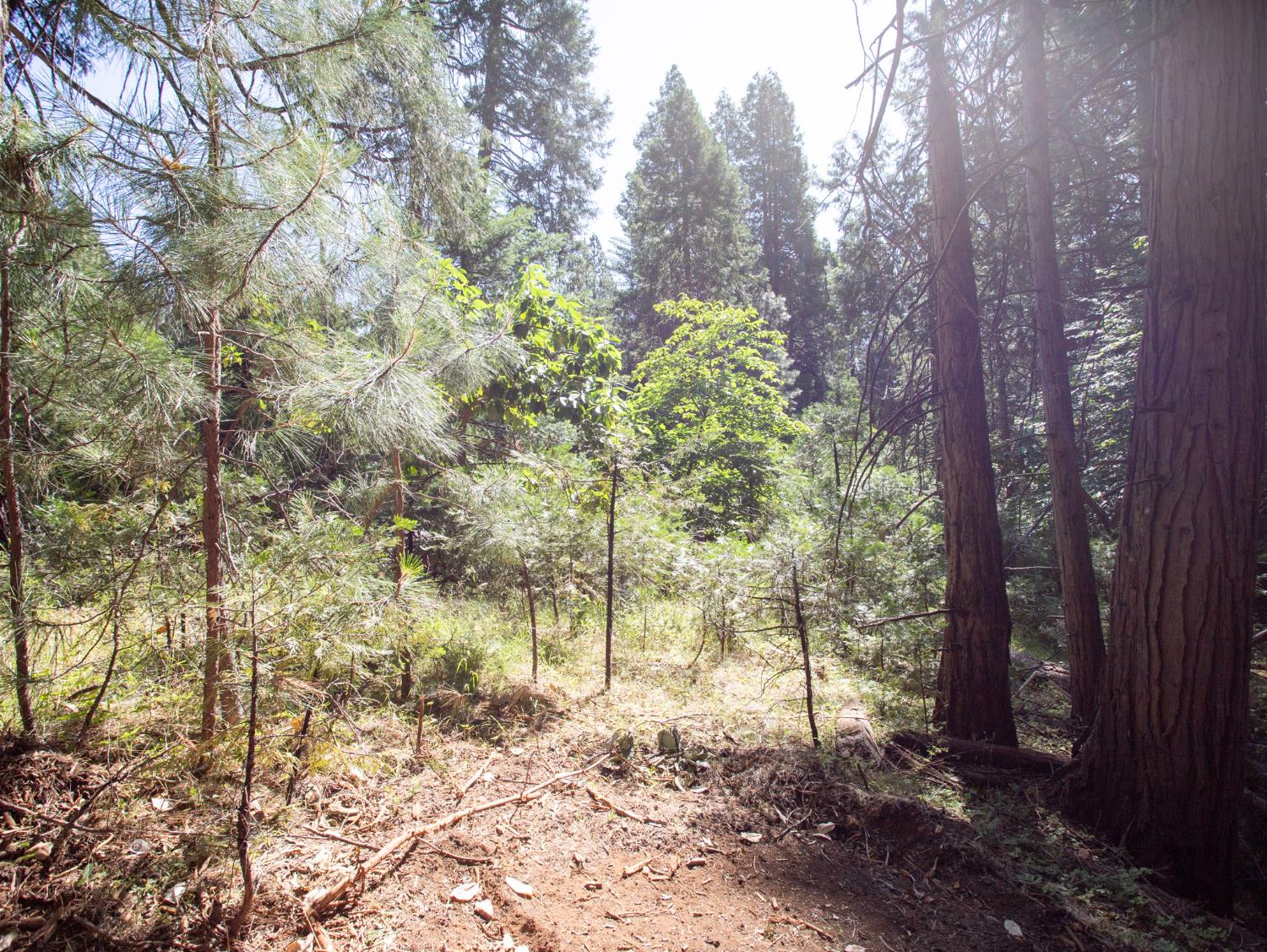 0 Spring Court Pioneer, CA 95666 - Photo 14 of 28 a backyard of a house with lots of green space