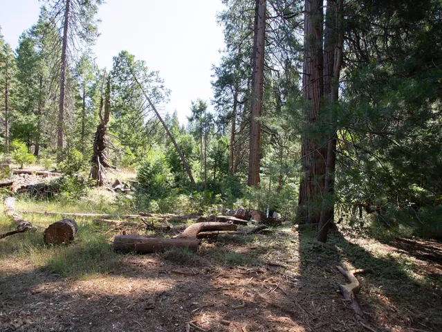 a view of a yard with plants and trees